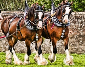 CLYDESDALE